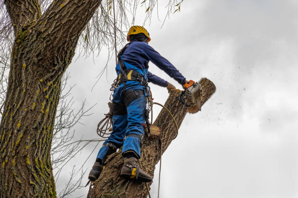 Best Firewood Processing and Delivery  in Eustis, FL