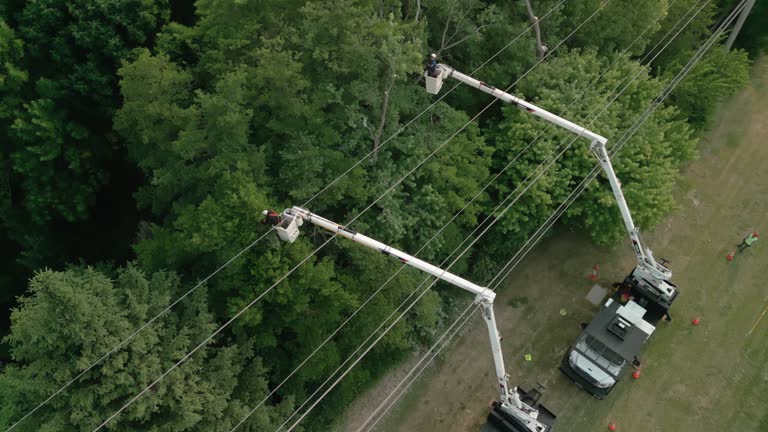 How Our Tree Care Process Works  in  Eustis, FL