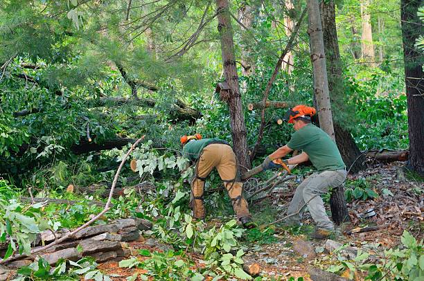 Best Tree Risk Assessment  in Eustis, FL