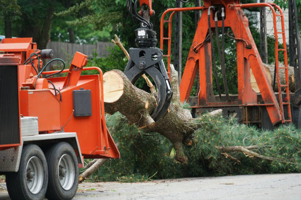 Best Palm Tree Trimming  in Eustis, FL