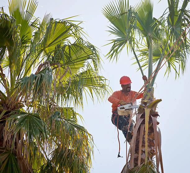 Best Tree Removal  in Eustis, FL