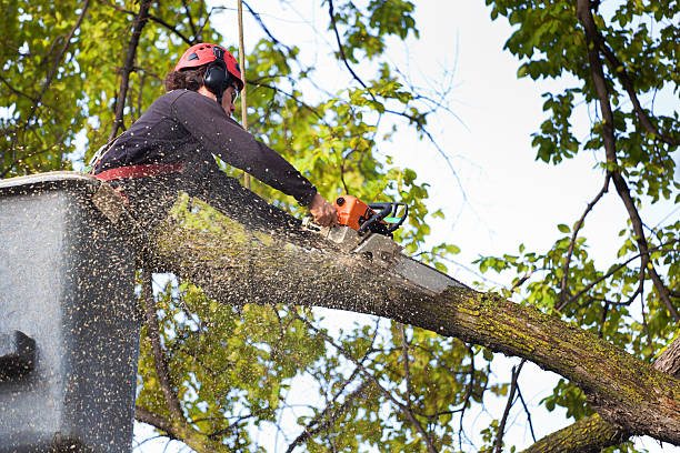 Best Tree Mulching  in Eustis, FL